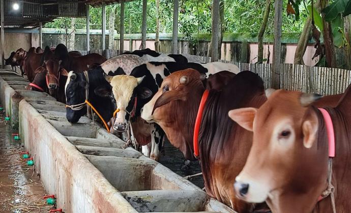 গরু বর্গা প্রজেক্ট: ৪